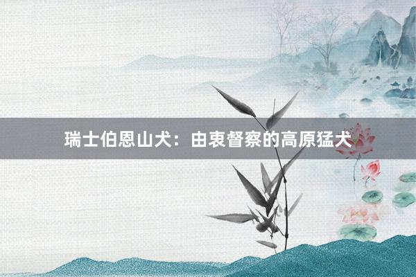 瑞士伯恩山犬：由衷督察的高原猛犬